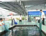 Ishi Koi Farm xây dựng mô hình nuôi cá Koi thuần chủng Nhật Bản uy tín hàng đầu