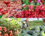 Trung Quốc - Thị trường lớn nhất của nông sản Việt Nam