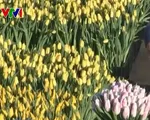 Nhộn nhịp Ngày hoa tulip tại Hà Lan