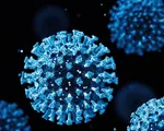 Phát hiện ra loại protein mới có thể ngăn chặn virus SARS-CoV-2