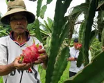 Thanh long tắc đường sang Nhật, nông dân như 'ngồi trên lửa'