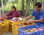 Cần minh bạch bản quyền giống thanh long