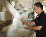 Giá gạo Việt xuất khẩu tăng cao nhất 2 năm