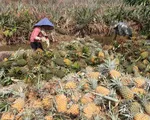 Gi&aacute; dứa tăng mạnh, n&ocirc;ng d&acirc;n l&atilde;i h&agrave;ng trăm triệu