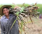 Nông dân phấn khởi đón mùa “mía ngọt”