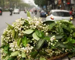 Duyên dáng hoa bưởi về trên phố phường Hà Nội