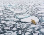 Băng Bắc Cực tan khiến mực nước biển dâng cao, 1,5 triệu ngôi nhà trước nguy cơ ngập lụt