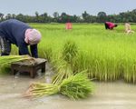 Thái Lan hỗ trợ tài chính cho nông dân