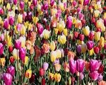 Xoa dịu vết thương bom đạn bởi hoa tulip