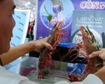 Tôm sú ""khủng"" tại Festival Tôm Cà Mau