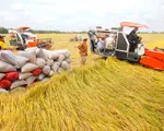 Thêm trợ lực để ngành lúa gạo Việt Nam phát triển bền vững
