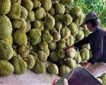 Sầu riêng rớt giá mạnh
