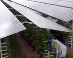 Lắp tấm pin năng lượng mặt trời thay thế mái các khu nhà lưới