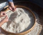 Giá gạo châu Á cao nhất 2 năm