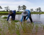 Thời tiết cực đoan đe dọa an ninh lương thực