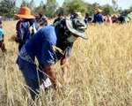 El Nino có thể khiến Thái Lan thiệt hại 40 tỷ Baht