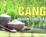 Ấn Độ cấm xuất khẩu gạo: Thị trường lương thực thế giới tiếp tục đón cú sốc