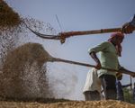 Ấn Độ cấm xuất khẩu gạo: Thận trọng và không nên lạc quan quá mức!