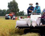 Giá lúa, gạo tiếp tục tăng mạnh