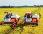 Doanh nghiệp cần vốn thu mua lúa gạo phục vụ xuất khẩu
