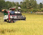 Nông dân cần liên kết chặt chẽ với doanh nghiệp khi giá lúa biến động