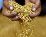 Thái Lan sẽ không hạn chế xuất khẩu gạo