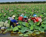 Tăng chế biến sâu - nâng giá trị cho ngành hàng sen