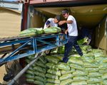 Giá gạo xuất khẩu giảm