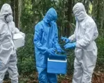 Bangladesh báo cáo ca tử vong đầu tiên do virus Nipah