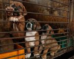 Quốc hội Hàn Quốc thông qua dự luật cấm thịt chó mang tính bước ngoặt