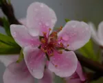 Hoa đào trong ngày Tết Nguyên Đán
