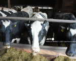 Mỹ phát hiện bò sữa nhiễm H5N1 tại nhiều bang