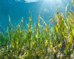 Nhật Bản trồng cỏ biển để thu giữ khí CO2