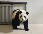 “Công chúa gấu trúc” Fubao lần đầu xuất hiện sau khi được 6.000 người Hàn tiễn về quê