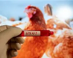 Cúm gia cầm 'tấn công' bò sữa, gia cầm và người ở Texas, Mỹ