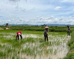 Bắt lãnh đạo Phòng Tài nguyên và Môi trường, Văn phòng đăng ký đất đai ở Thái Bình