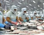 Kim ngạch xuất khẩu cá tra ước đạt 725 triệu USD trong 5 tháng