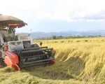 Tín hiệu vui từ liên kết tiêu thụ lúa gạo
