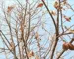 Sầu riêng chết hàng loạt do ảnh hưởng của nấm bệnh