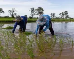 La Nina ảnh hưởng mạnh đến sản xuất nông nghiệp và tỷ lệ lạm phát ở Thái Lan