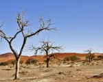 Ngày Quốc tế chống sa mạc hóa và hạn hán 2024 nhấn mạnh quản lý đất bền vững