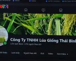 Thủ đoạn tinh vi bán giống lúa giả gây thiệt hại nặng nề cho nông dân