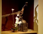 Ikebana - Nghệ thuật cắm hoa Nhật Bản