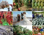 EVFTA khẳng định vị thế thương mại Việt Nam – EU