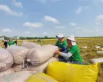 Đề xuất thành lập Hội đồng lúa gạo quốc gia