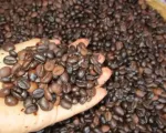 Giá cà phê Robusta lại lập kỷ lục