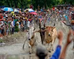 An Giang tổ chức Hội đua bò Bảy Núi