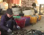 Khó khăn trong giảm ô nhiễm từ tái chế rác thải nhựa tại làng Quảng Phú Cầu