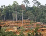 EU lùi thời gian áp dụng luật chống phá rừng