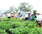 Thái Nguyên đẩy mạnh phát triển nông nghiệp gắn liền với du lịch sinh thái cộng đồng
